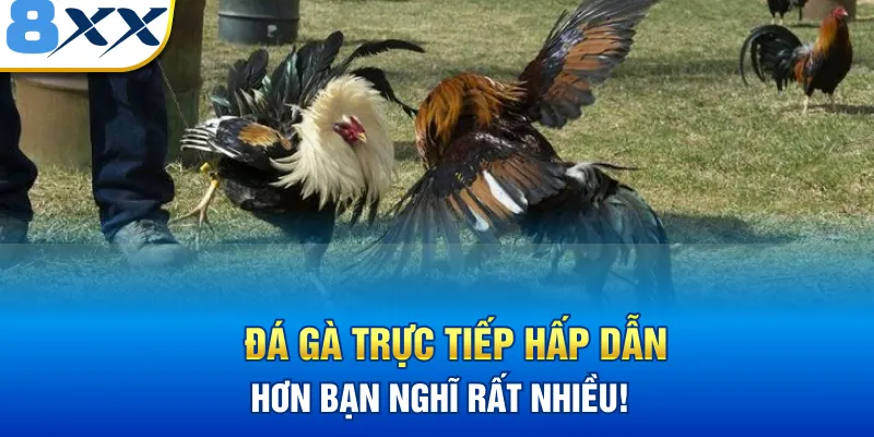 Đá gà trực tiếp 8XX hấp dẫn hơn bạn nghĩ rất nhiều!