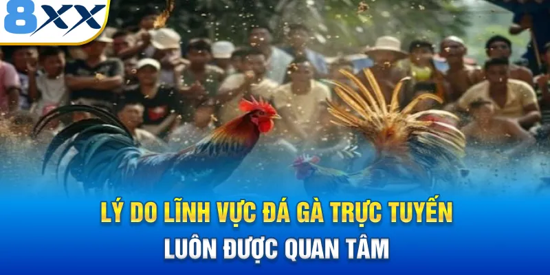 Lý do lĩnh vực đá gà trực tuyến luôn được quan tâm